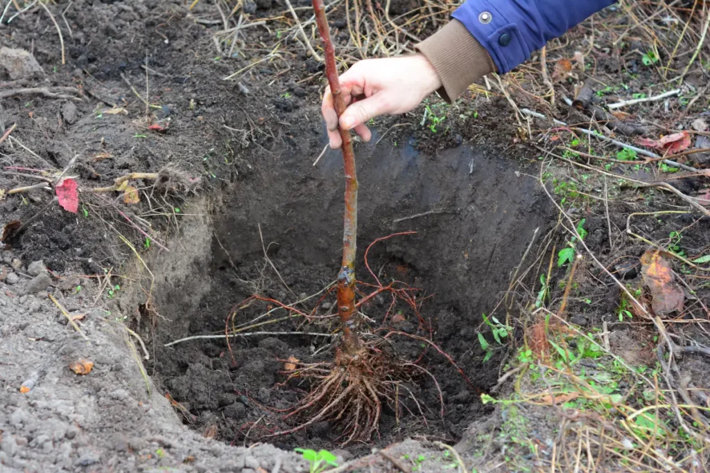 Apfelbaum umpflanzen mit ausreichend großem Pflanzloch