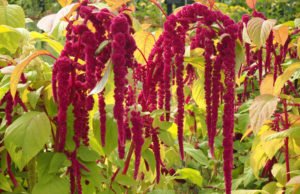 Fuchsschwanz