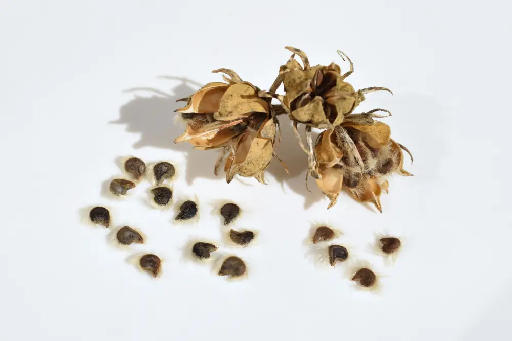 Bild einer geöffneten Samenkapsel und Samen vom Garteneibisch.