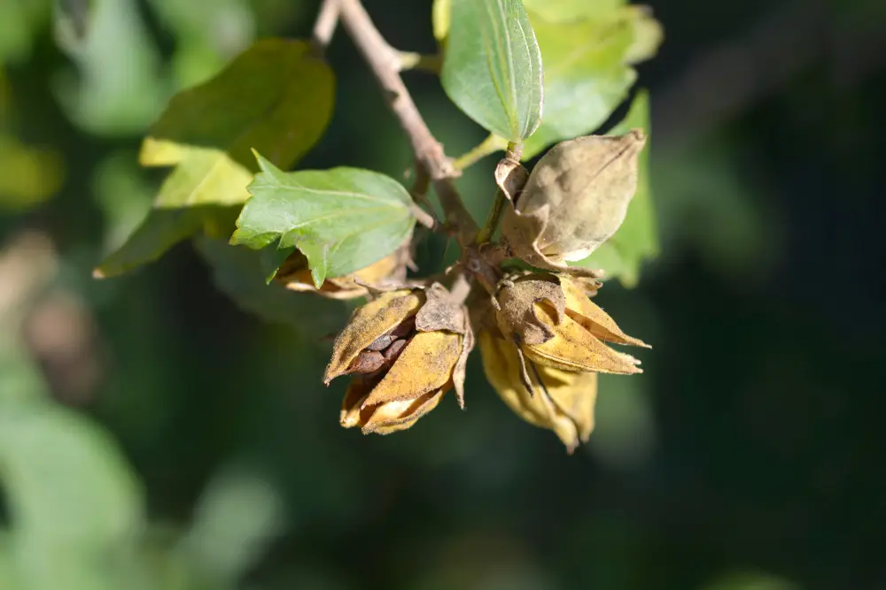 Bild einer braunen Samenkapsel vom Hibiskus.
