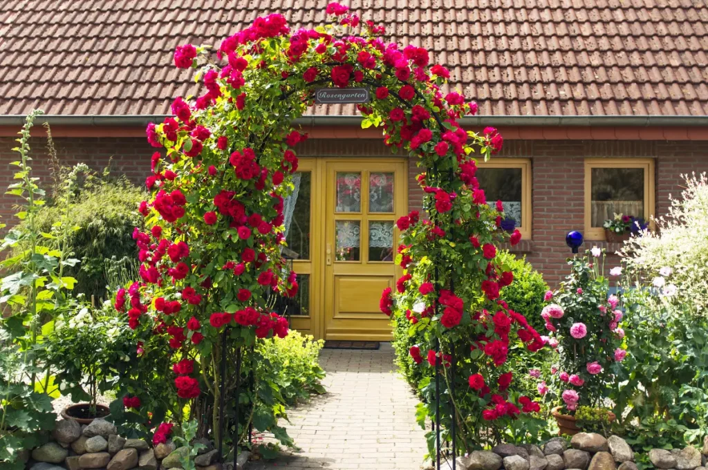 Blühender Rosenbogen vor einem Haus.
