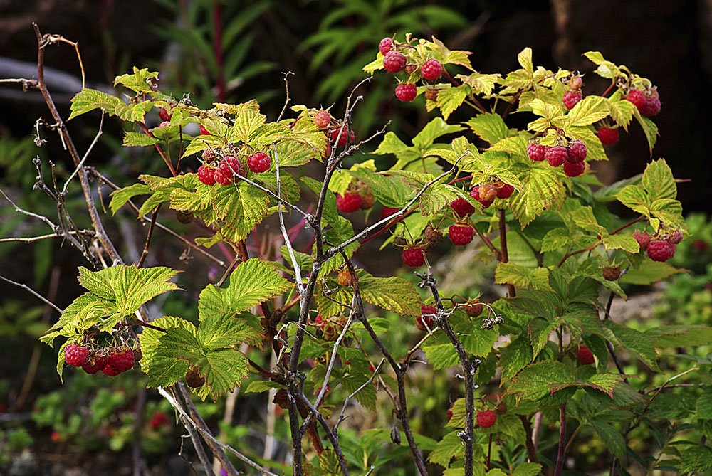 Himbeeren schneiden