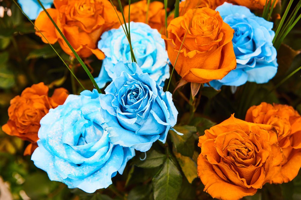 Rosen blau und orange gefärbt