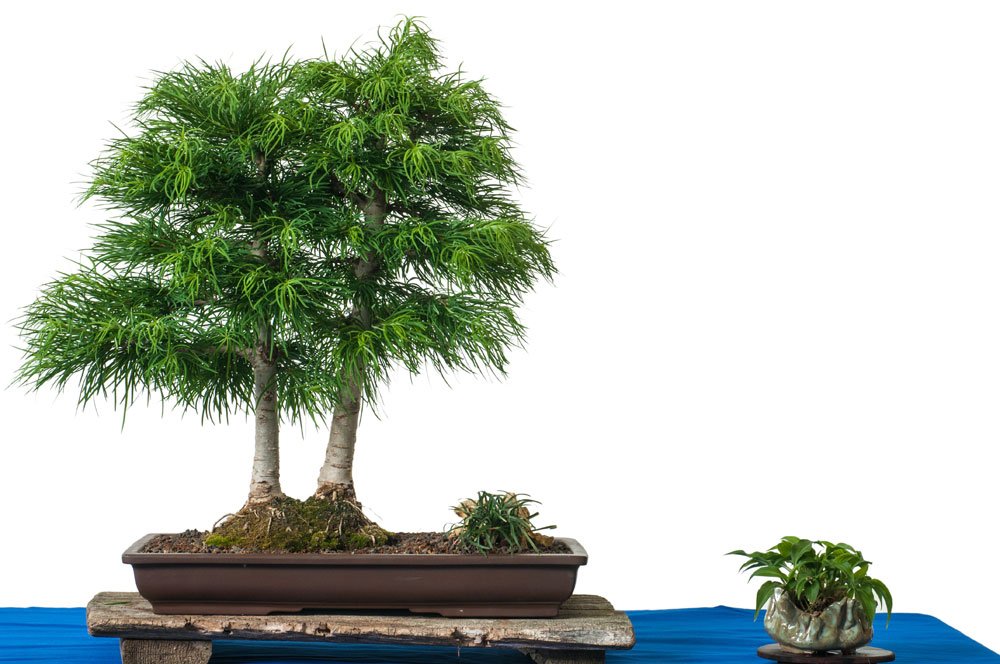 Goldlärche Bonsai vermehren