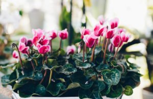 Alpenveilchen Cyclamen Pflege