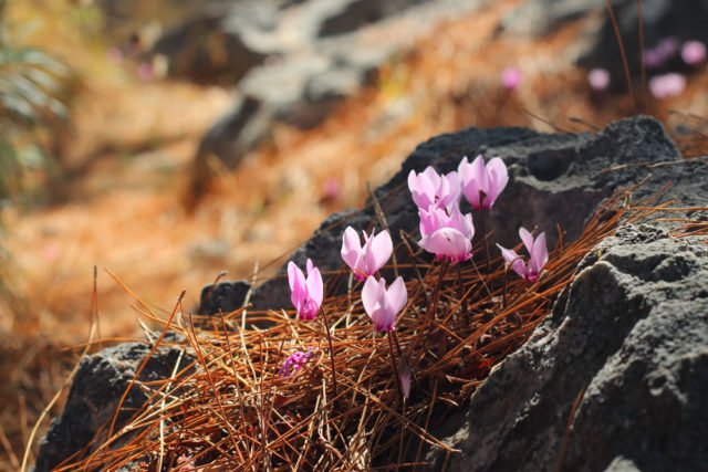 ZimmerAlpenveilchen Cyclamen richtig pflegen