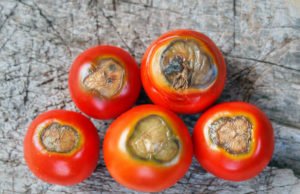 Blütenendfäule bei Tomaten