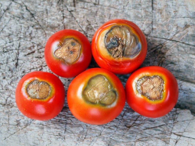 Blütenendfäule bei Tomaten erkennen, behandeln und vorbeugen