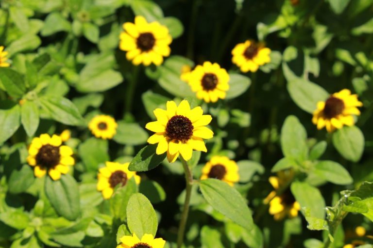 Husarenknöpfchen: Tipps für die Kultivierung der Minisonnenblume