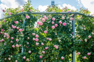 Kletterrosen schneiden