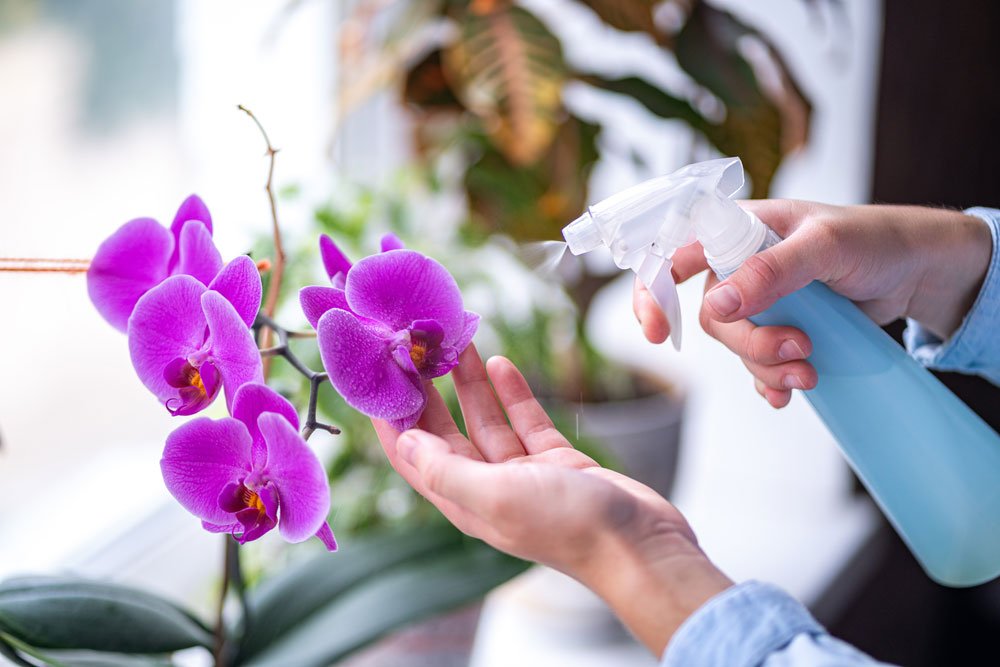 Orchideen besprühen