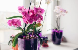 Orchideen Blüten fallen ab