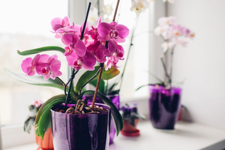 Orchideen: Blüten fallen ab – was tun?