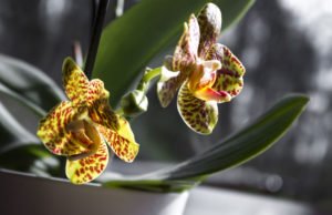 Orchideen giftig?