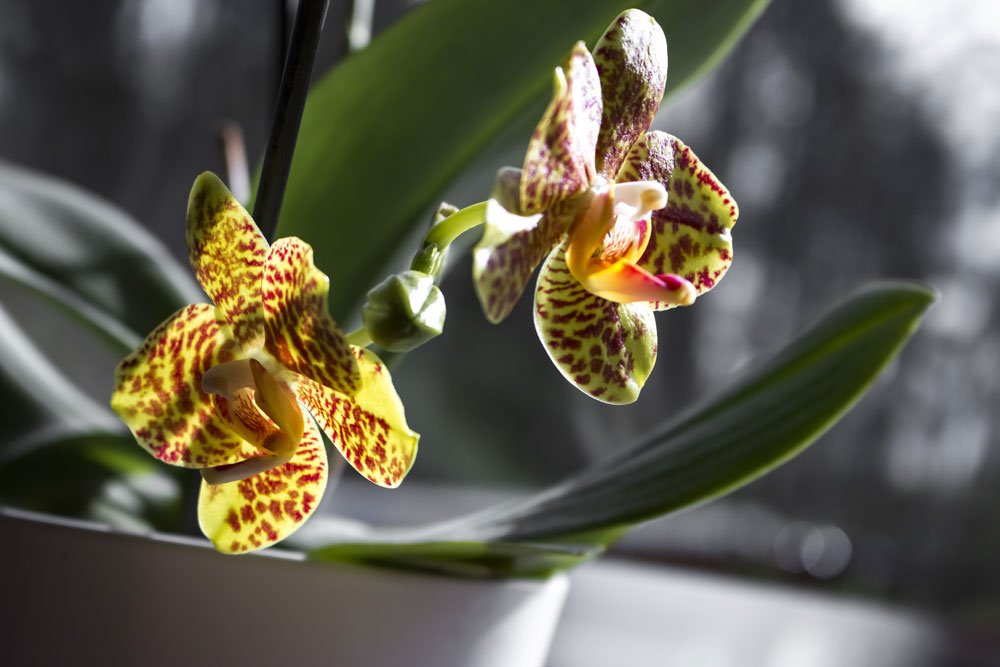 Orchideen: Wie giftig sind sie wirklich?