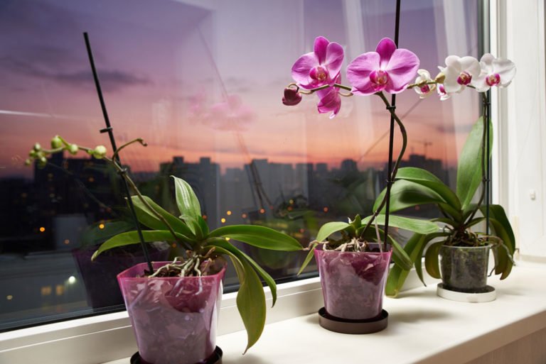 Orchideen Pflege – richtig gießen, schneiden und umtopfen