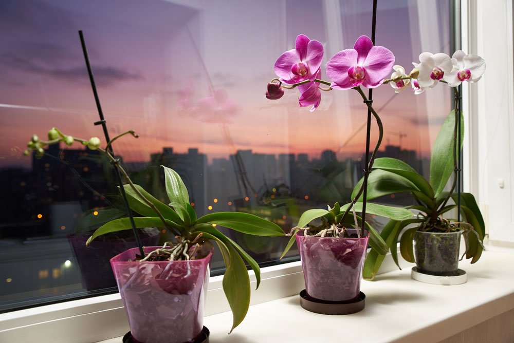Wie besprüht man Orchideen richtig?
