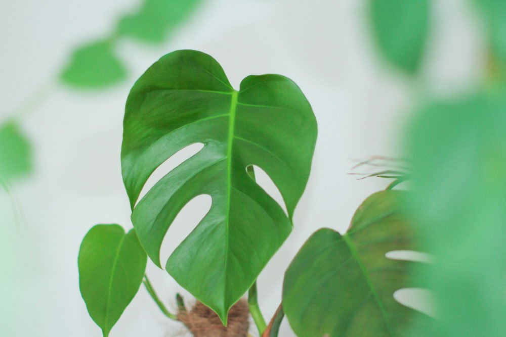 Philodendron: Tipps zur Pflanzung und Pflege des Baumfreundes