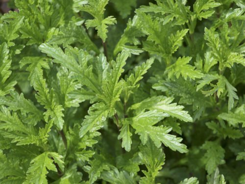 Verbene Pflanzung, Pflege und Verwendung des Eisenkrautes