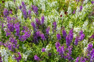 Angelonia angustifolia pflanzen & pflegen Angelonia angustifolia