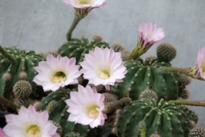 Bauernkaktus pflegen – Gießen, Düngen, Umtopfen & Schädlinge Bauernkaktus