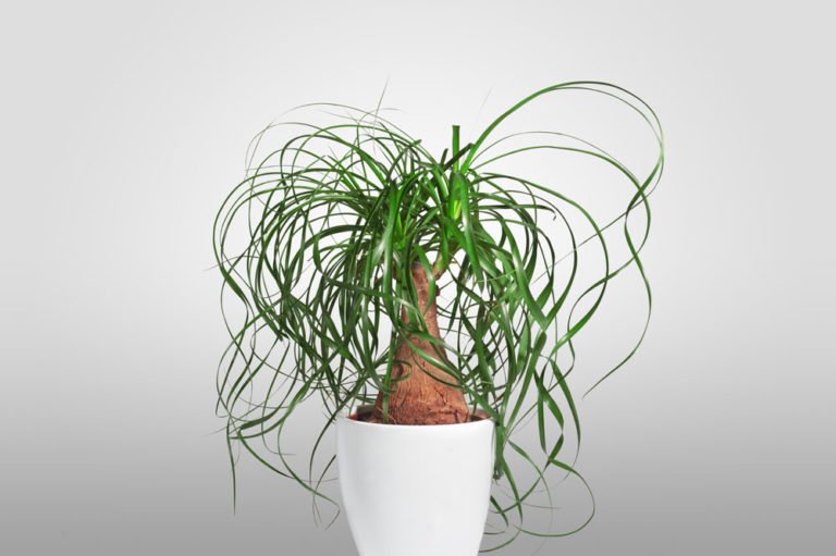 goldfruchtpalme lichtbedarf XXL Goldfruchtpalme 130-140cm  Green Me Up