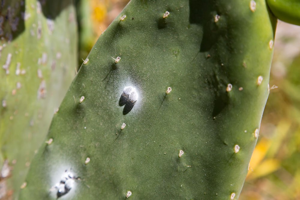 Kaktus - Wollläuse