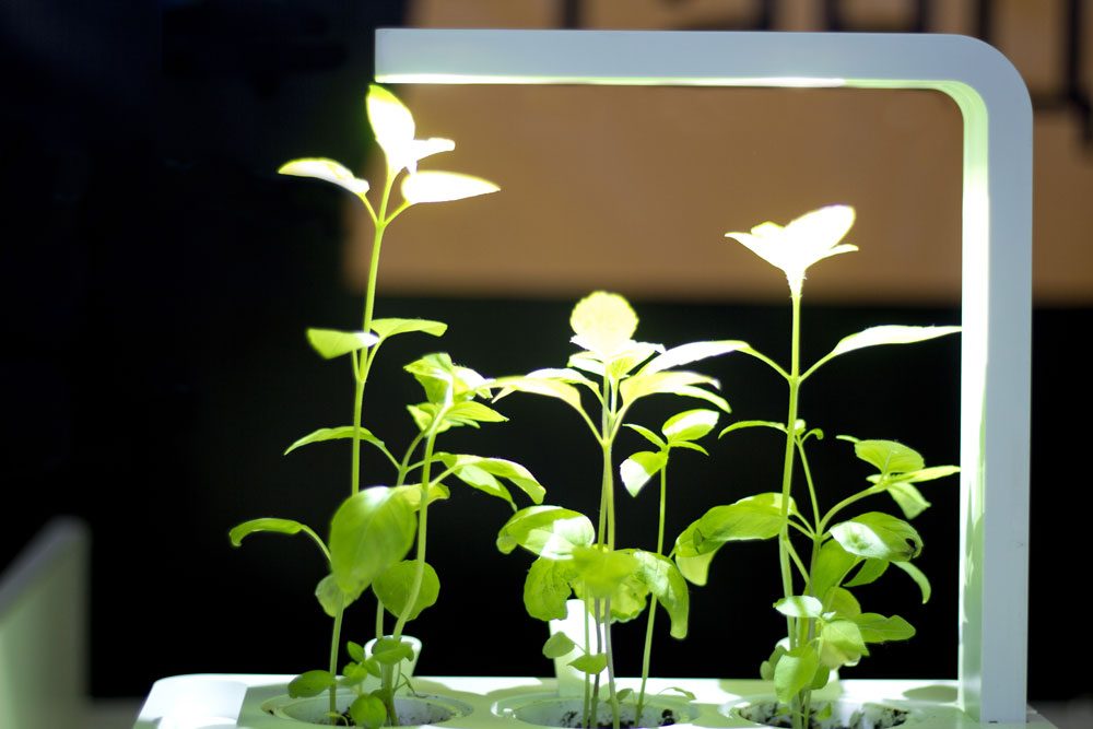 inhaber clip pflanzen wachsen licht indoor lampe blumenzwiebeln led 