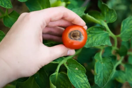 Tomate mit faulen Stellen.