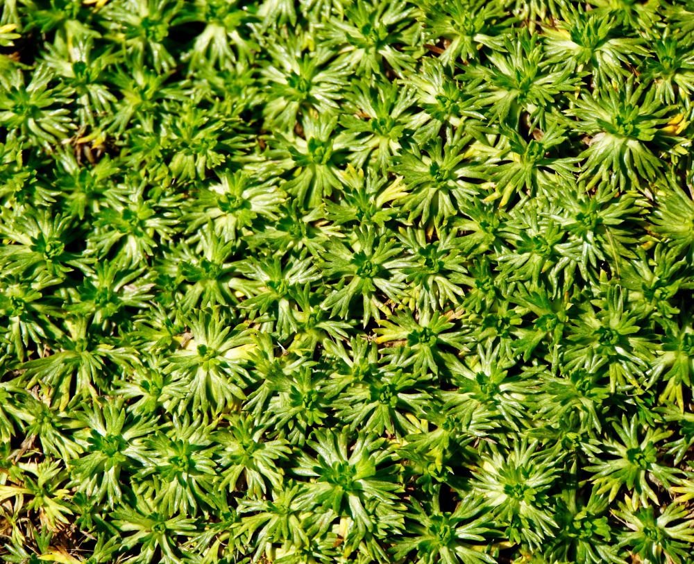 Andenpolster: immergrüne Polsterstaude Andenpolster