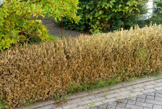 Buchsbaumpilz bekämpfen