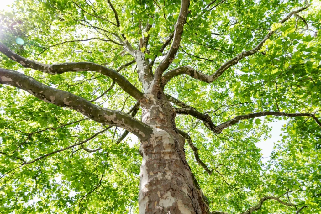 Platane pflanzen: Anforderungen an Standort und Boden Platane pflanzen