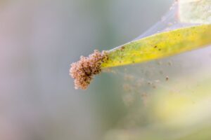 Spinnmilben an Zimmerpflanzen bekämpfen – 5 effektive Tipps Spinnmilben