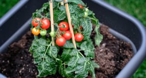Tomaten pflanzen Topf