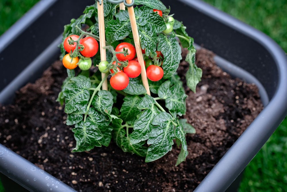 Tomaten pflanzen im Topf – Anbau und Pflege