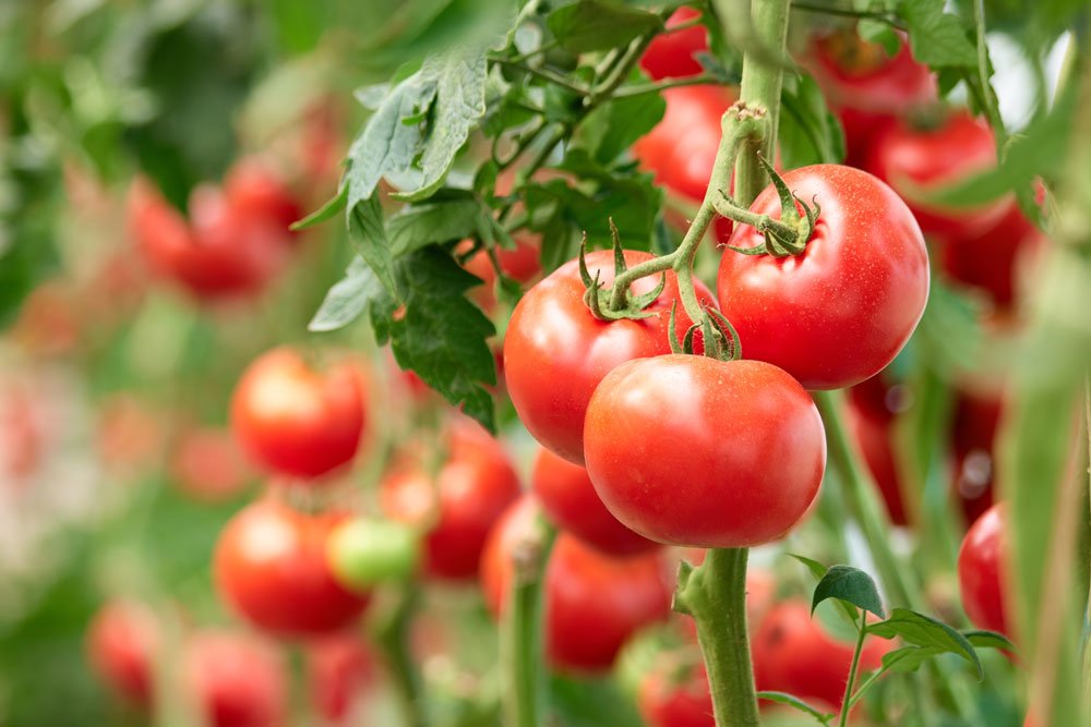 Tomaten veredeln