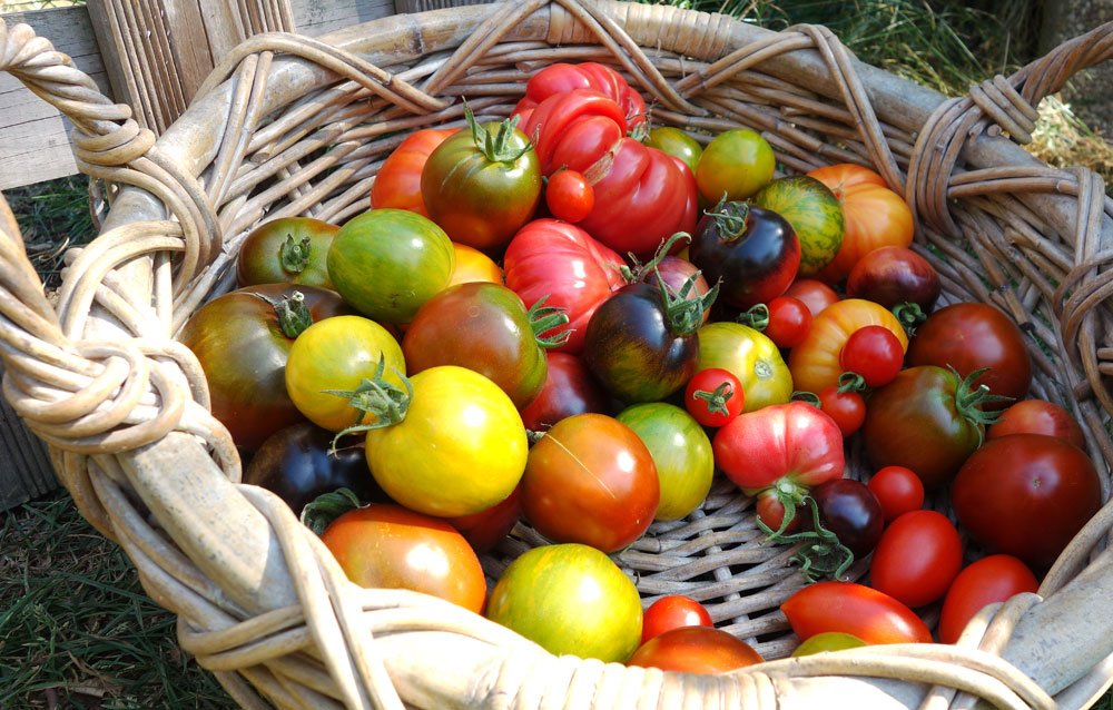 Tomatensorten – alte und neue Sorten im Überblick