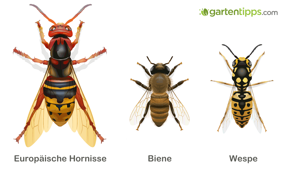 Unterschied Wespe, Biene und Hornisse