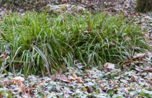 Wald Simse