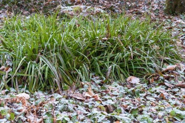 Wald-Simse - Standort und Pflege