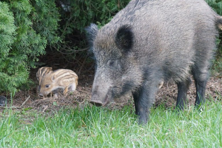 Wildschweine aus dem Garten vertreiben – 5 effektive Tipps