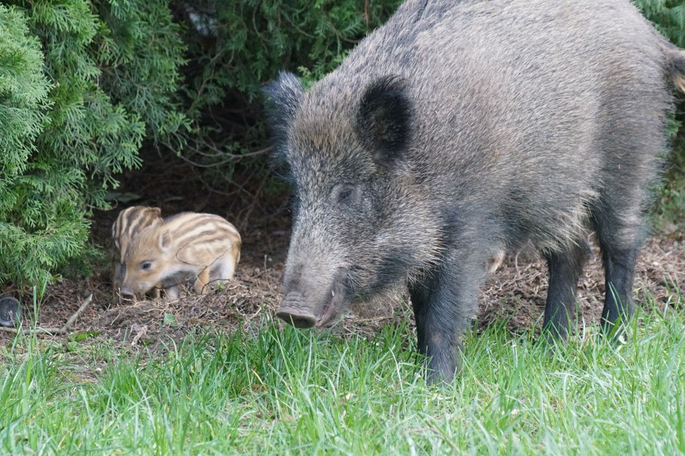 Wildschweine aus dem Garten vertreiben