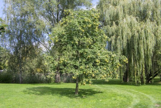 Bäume auf Gartentipps.com