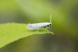 Gespinstmotte bekämpfen Gespinstmotte