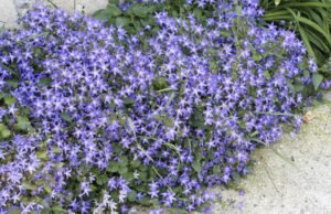 Hängepolster Glockenblume Sorten