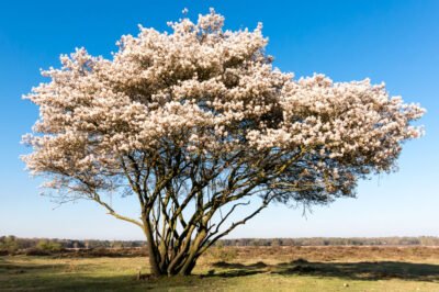 Baum als Schattenspender - 5 Bäume mit schirmförmiger Krone