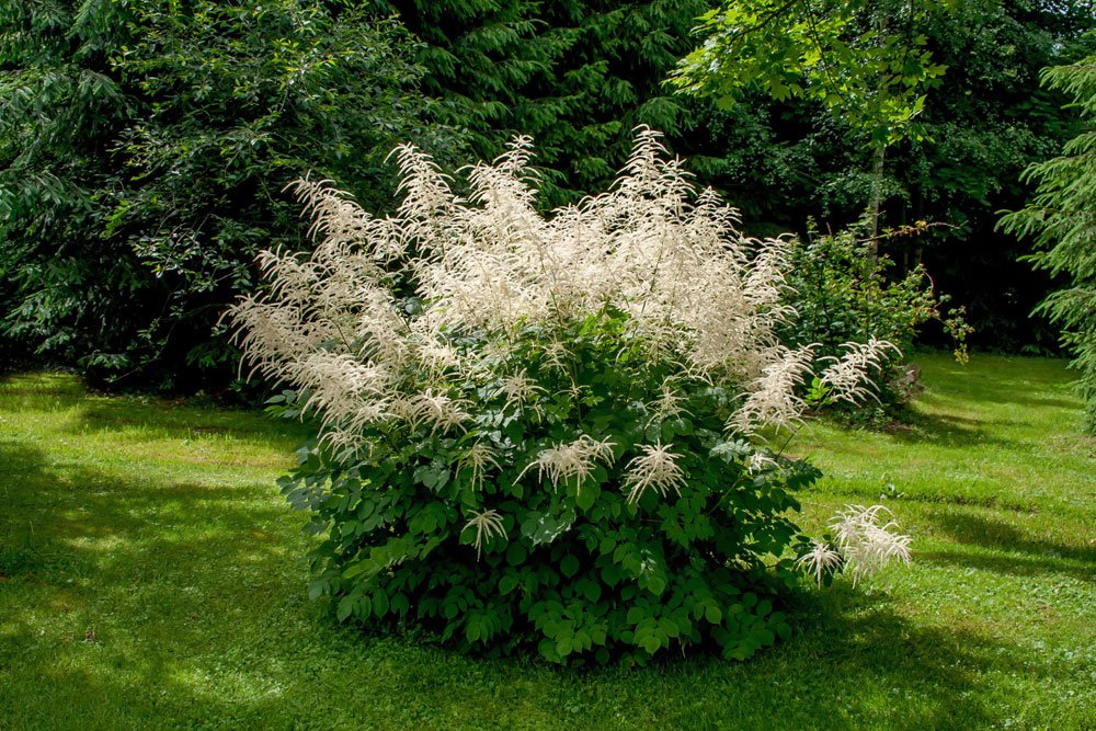 Wald-Geißbart Standort