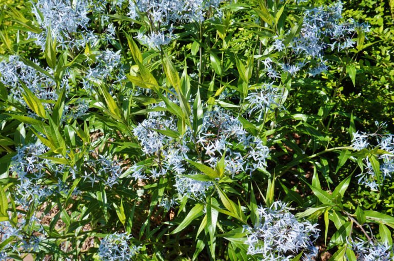 Blausternbusch: So kultivieren Sie den Röhrenstern richtig!