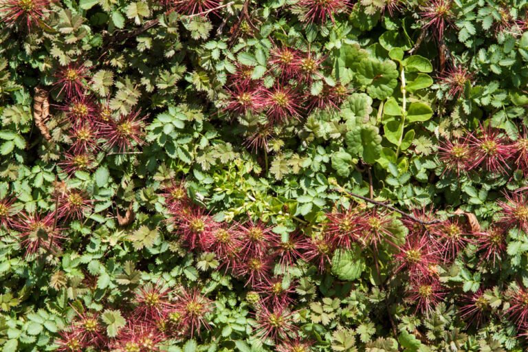 Braunrotes Stachelnüsschen – Kupferteppich pflanzen