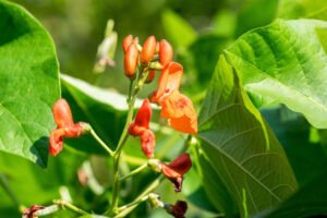 Feuerbohne – Phaseolus coccineus pflanzen, pflegen, ernten Feuerbohne